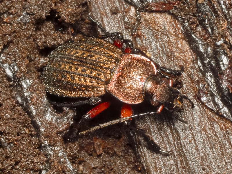 cancellatus Illiger, 1798